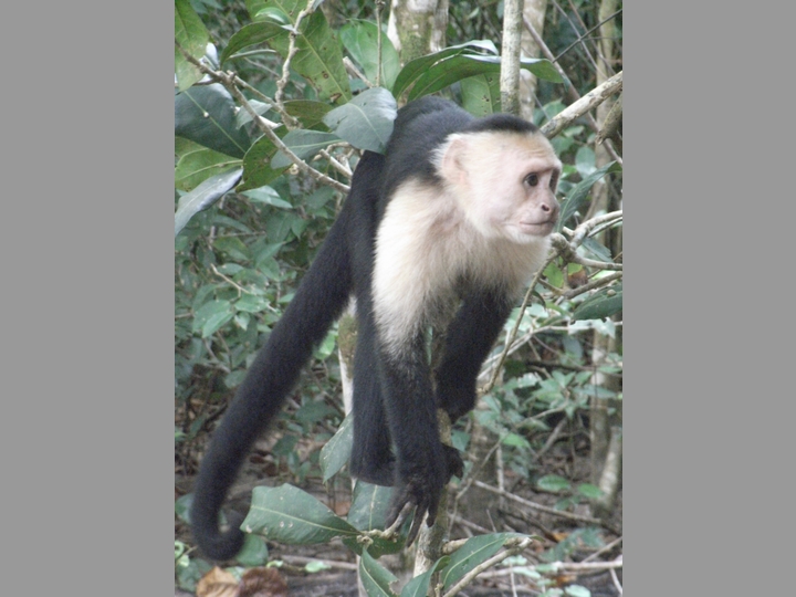Kapuzineraffe im Manuel Antonio Nationalpark - Costa Rica